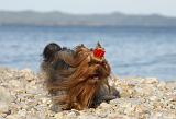 YORKSHIRE TERRIER 351